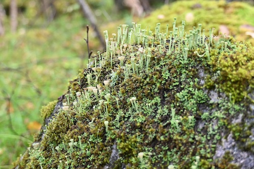 Cup-shaped lichen growing amongst moss on a natural stone