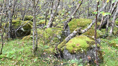 Moss-covered natural boulders amongst birch trees in a woodland landscape