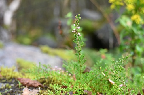 Delicate small flowering woodland plant amongst moss