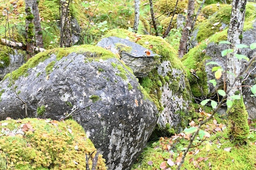 Group of large natural boulders amongst birch trees