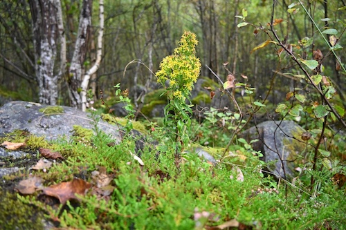 Yellow flowering woodland plant amongst moss and stones