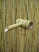 bamboo classic spout