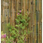 Bamboo Screen - 1m, 1.5m and 2m x4m roll 